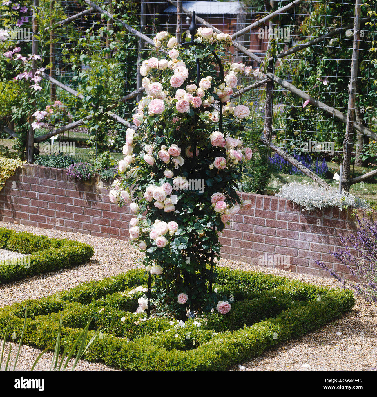 Rosa - `Eden Rose '88' up obelisk (Climber)   RCL067987 Stock Photo